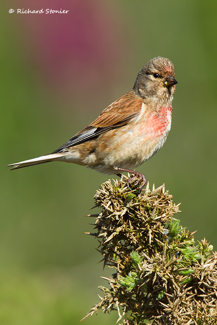 Linnet