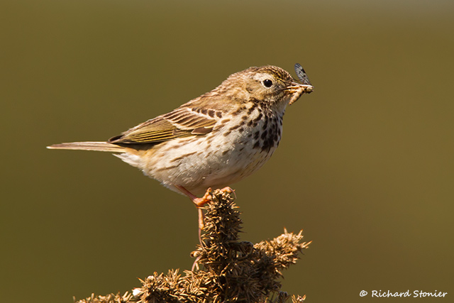 Meadow Pipit