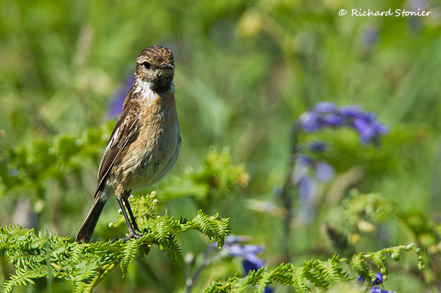 Stonechat