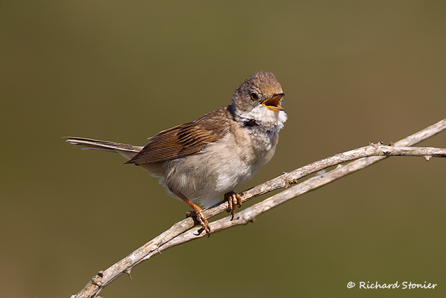 Whitethroat