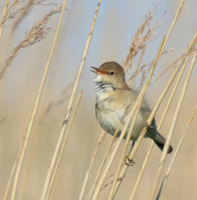 Reed Warbler