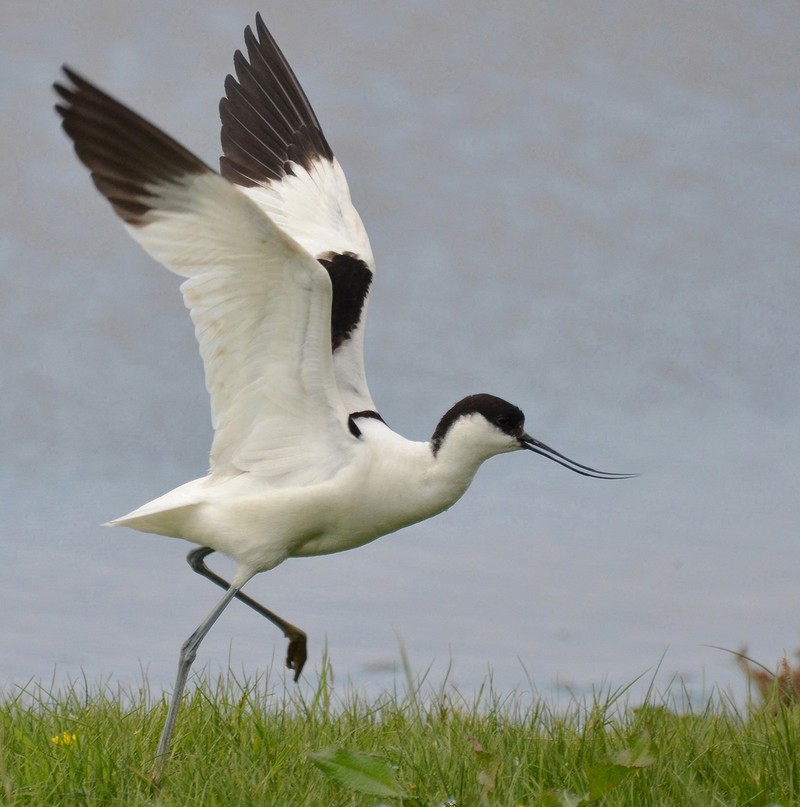 Avocet