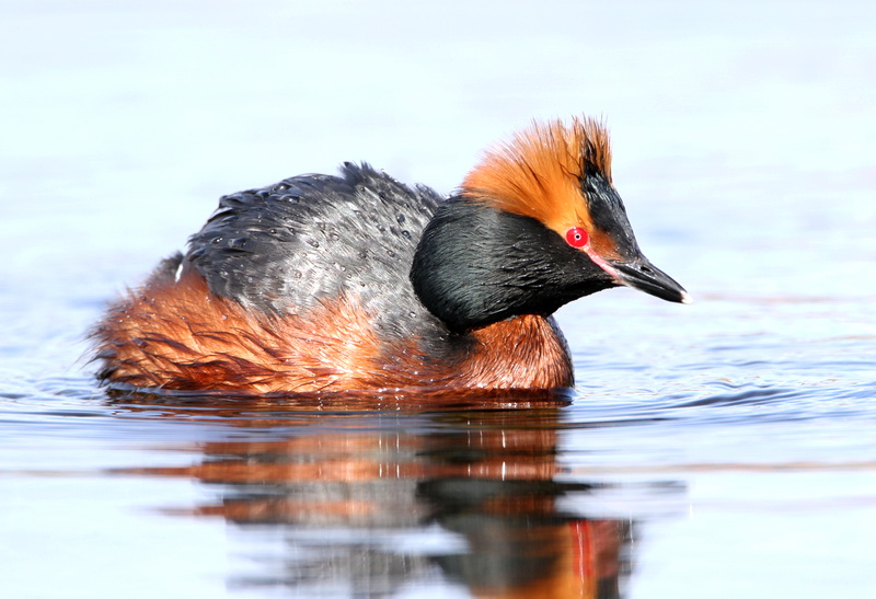 Slavonian Grebe