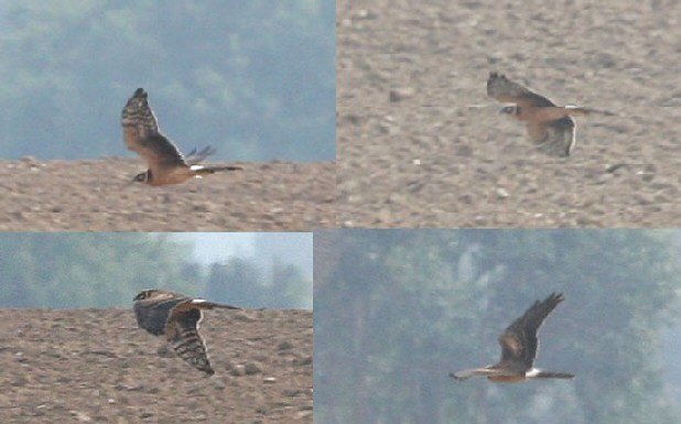 Pallid Harrier