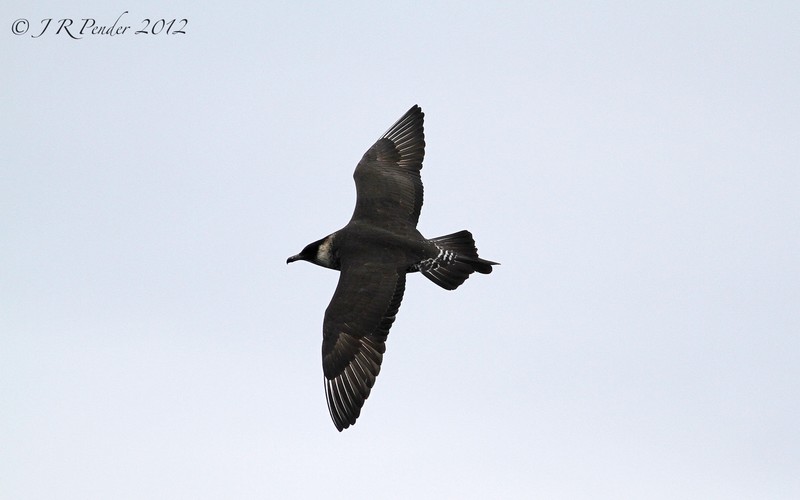 Pomarine Skua