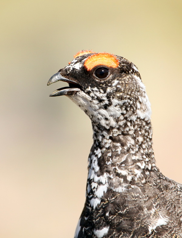Ptarmigan