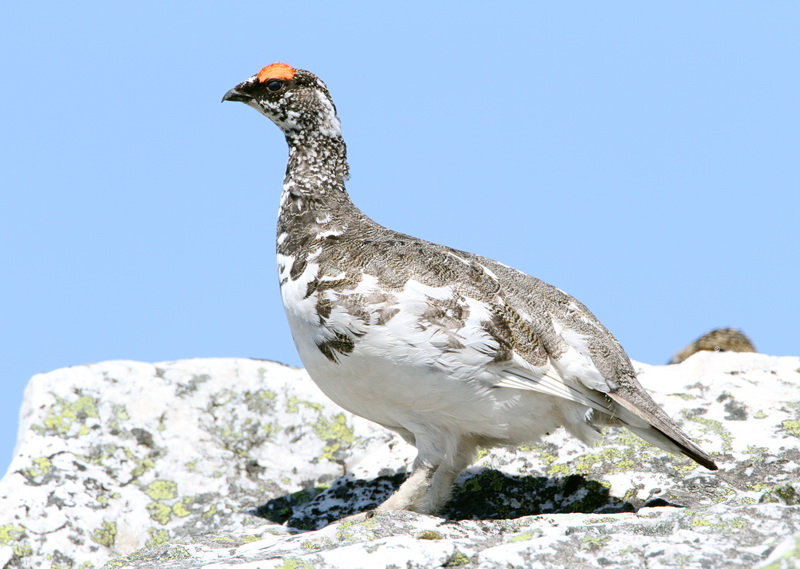 Ptarmigan