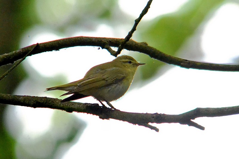 Wood Warbler