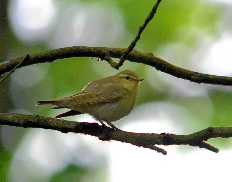 Wood Warbler