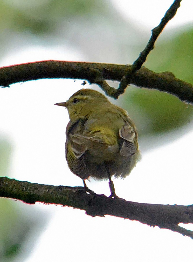 Wood Warbler