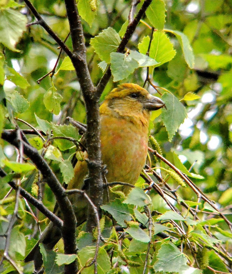 Common Crossbill