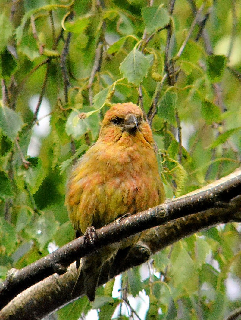 Common Crossbill