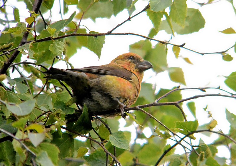 Common Crossbill