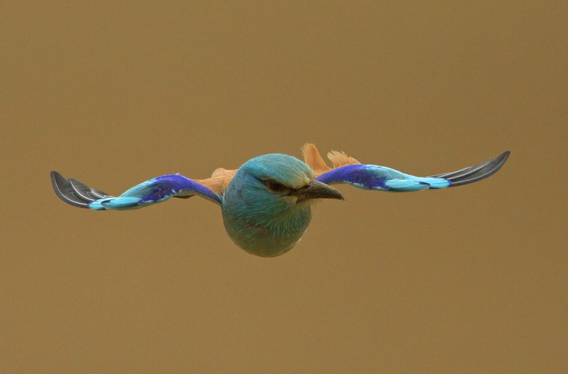 Roller