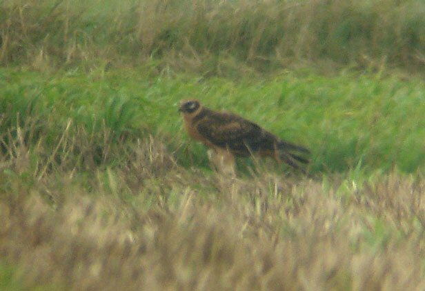 Pallid Harrier