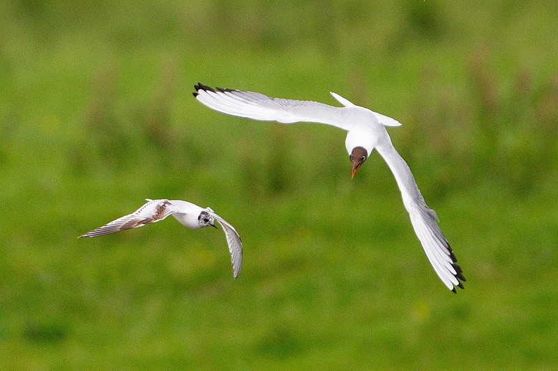 Little Gull