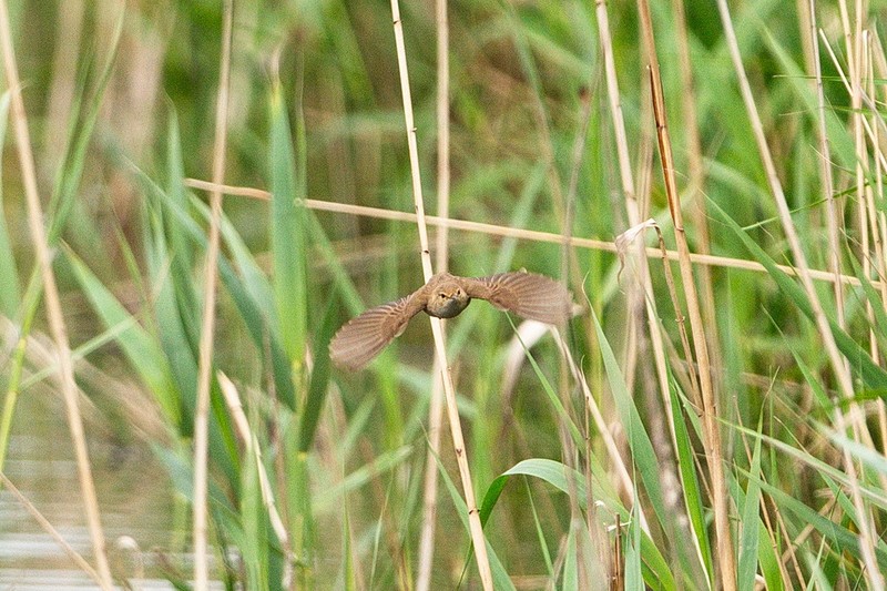 Reed Warbler