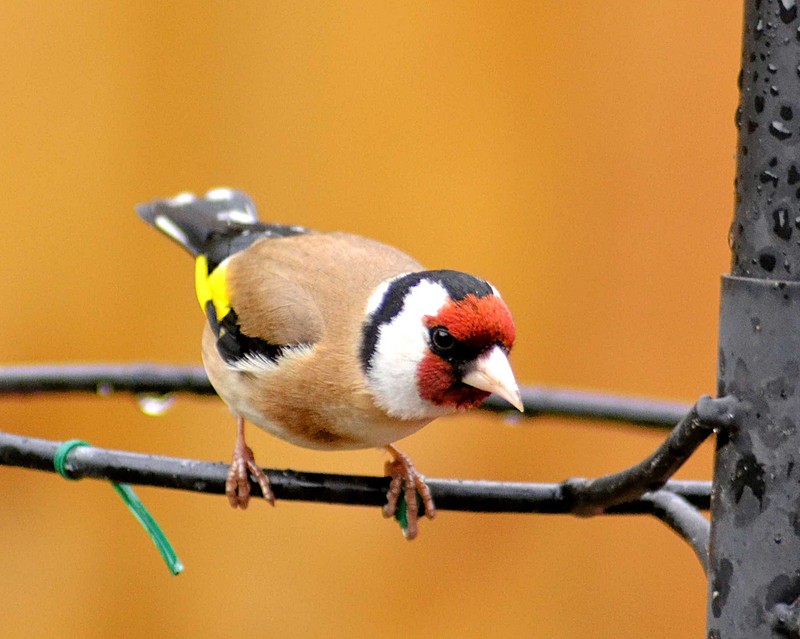 Goldfinch