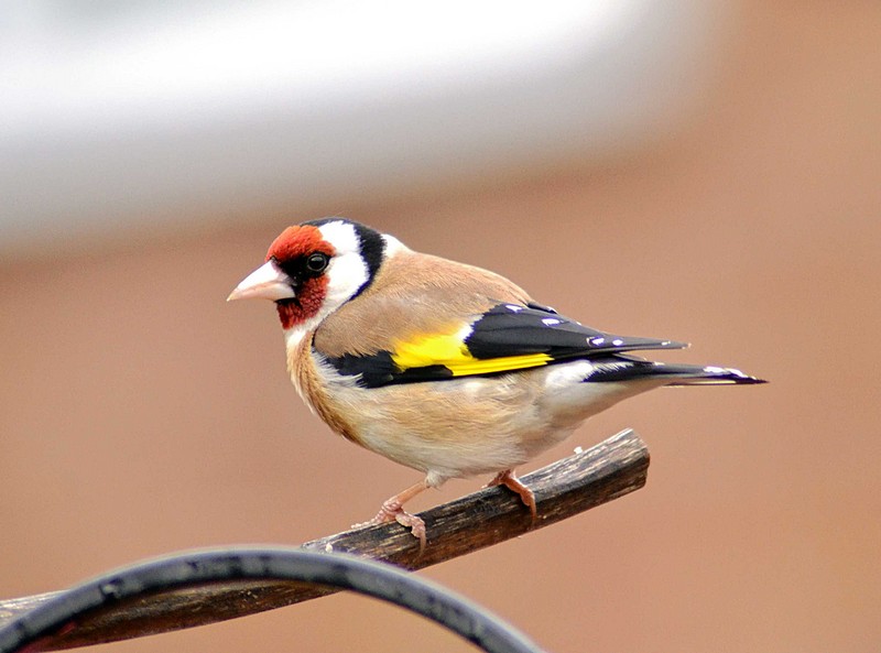 Goldfinch