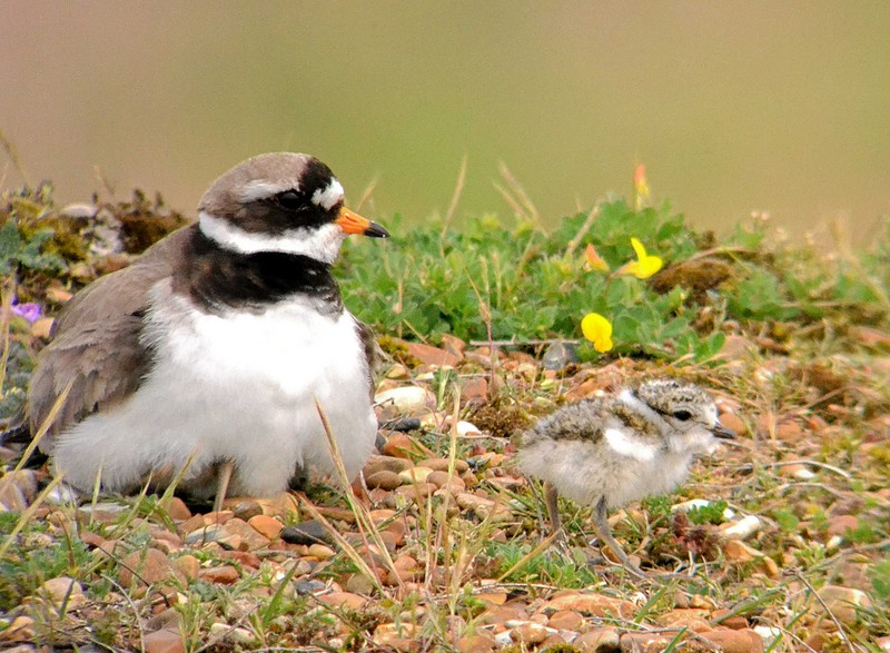 Ringed Plover