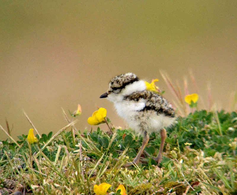 Ringed Plover