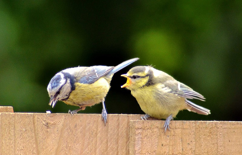 Blue Tit