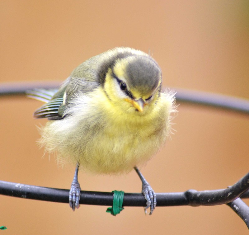 Blue Tit