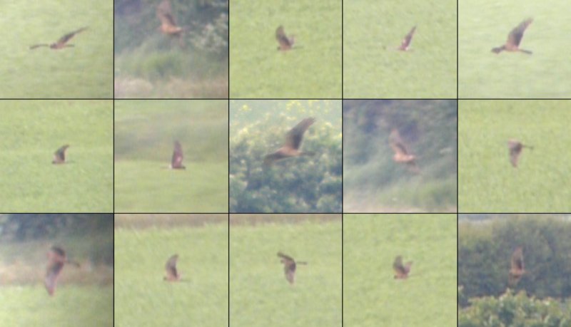 Montagu's Harrier