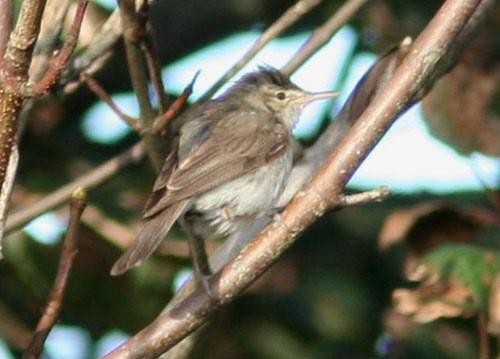 Eastern Olivaceous Warbler