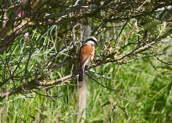 Red-backed Shrike