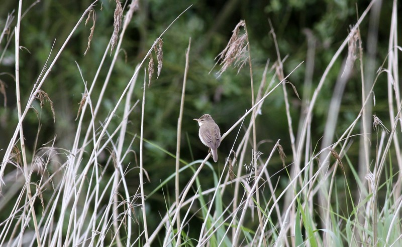 Marsh Warbler