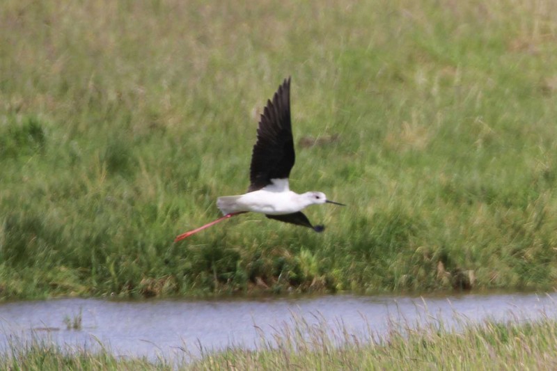 Black-winged Stilt