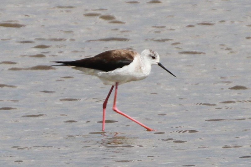 Black-winged Stilt