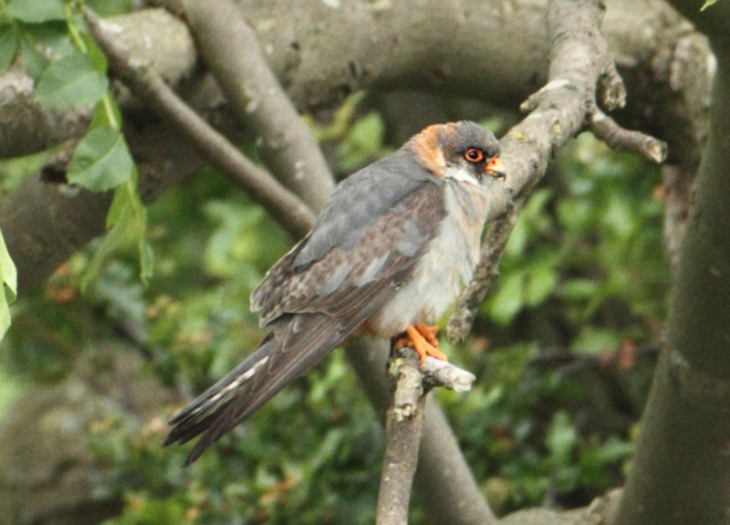 Red-footed Falcon