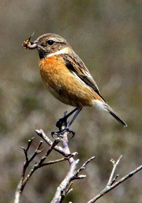 Stonechat