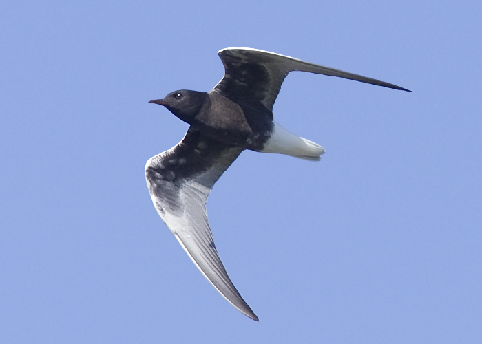 White-winged Black Tern