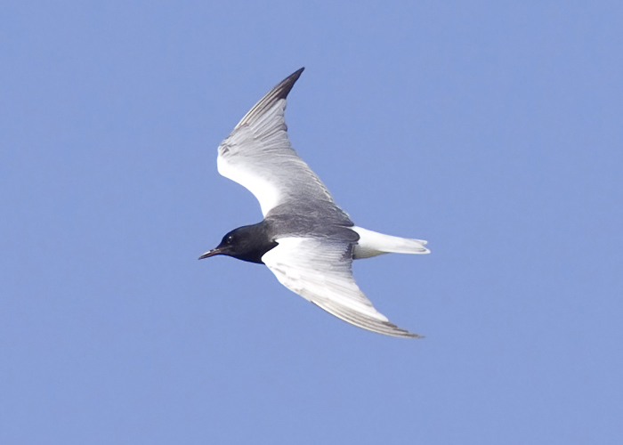 White-winged Black Tern