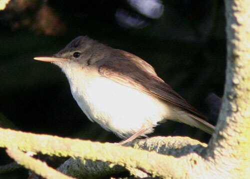 Eastern Olivaceous Warbler