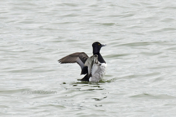 Ring-necked Duck