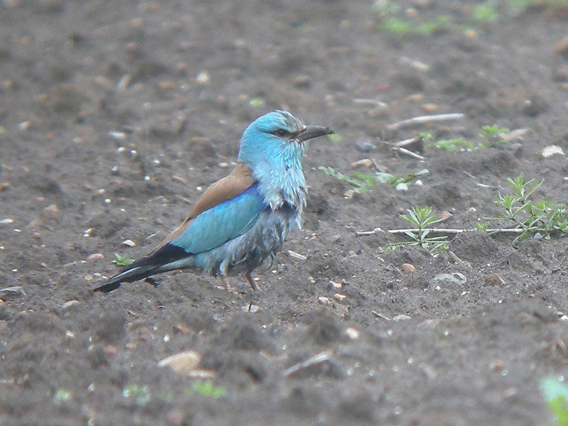 Roller