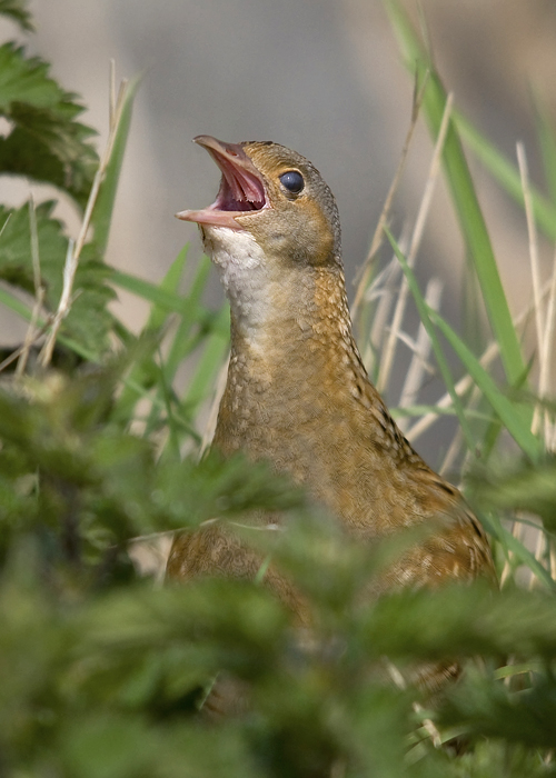 Corncrake