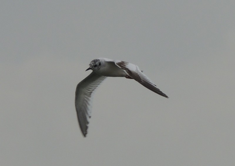 Little Gull