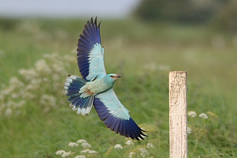 Roller