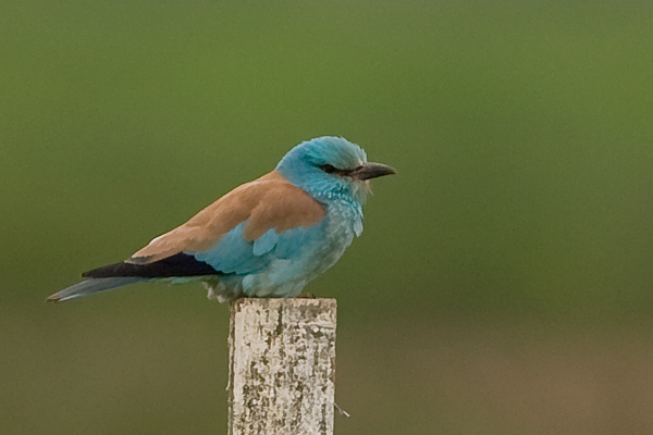 Roller