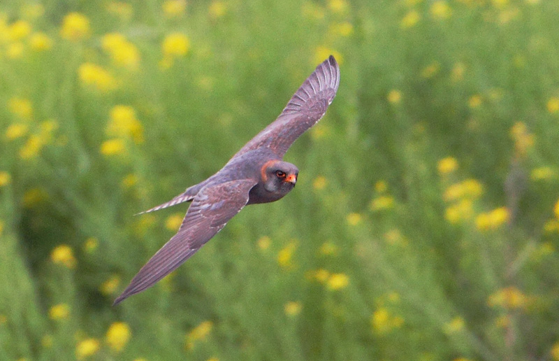 Red-footed Falcon