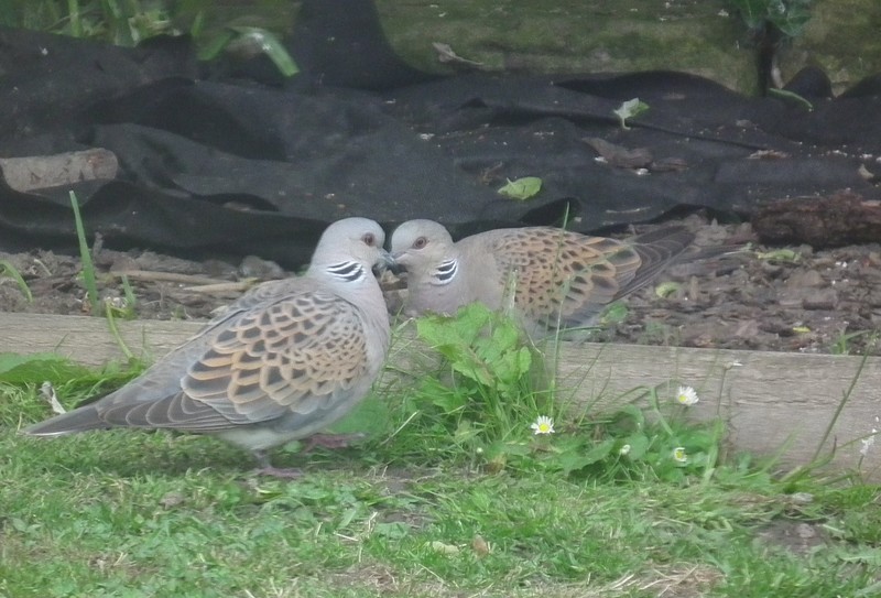 Turtle Dove