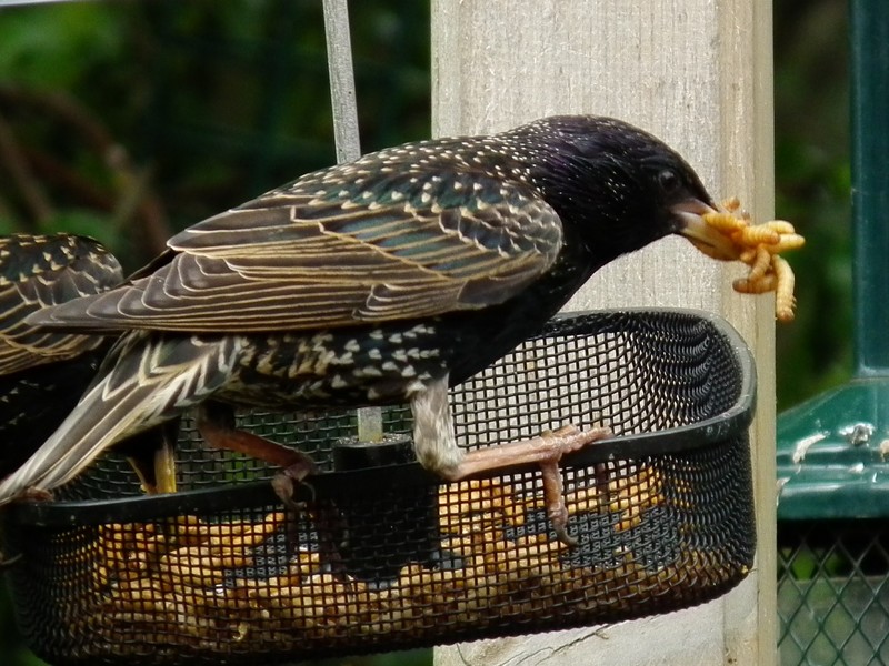 Starling