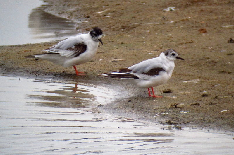 Little Gull