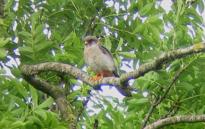 Red-footed Falcon
