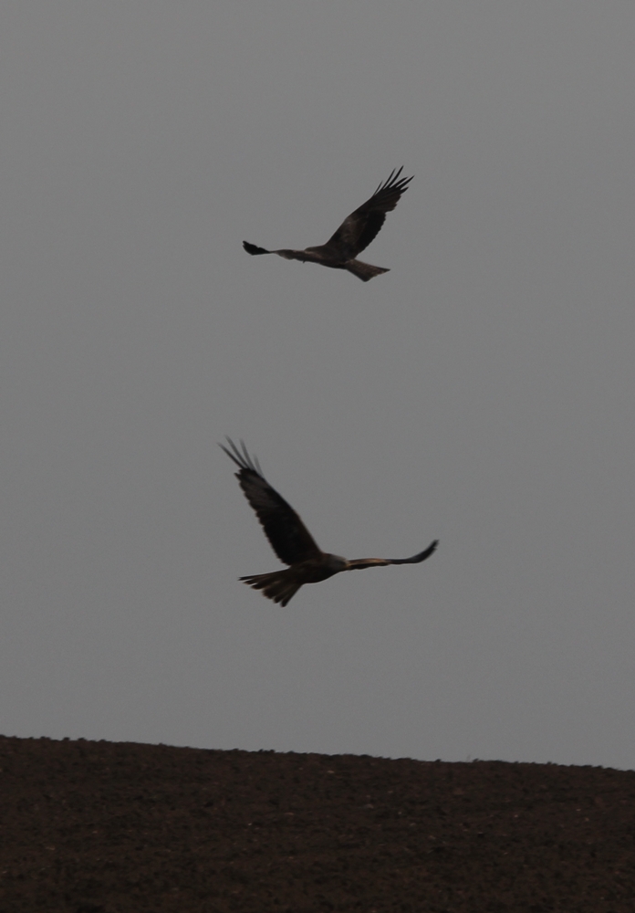 Black Kite